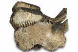 Woolly Mammoth Jaw Section w/ Molars - North Sea #298454-10